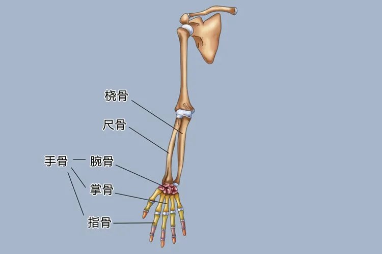 手指名称图