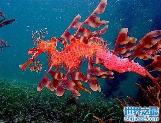 叶海龙鱼外形奇特,能够随意自由变换颜色