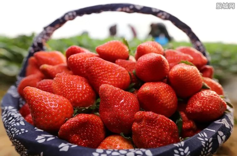 日本一颗草莓900 什么草莓竟卖这么贵？