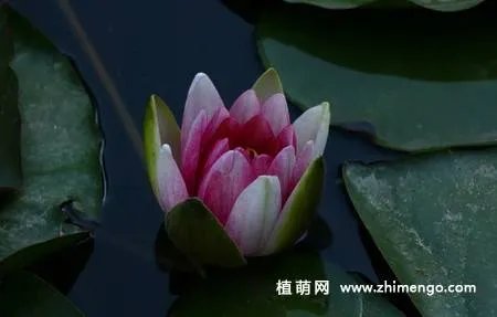 17张睡莲（子午莲）图片