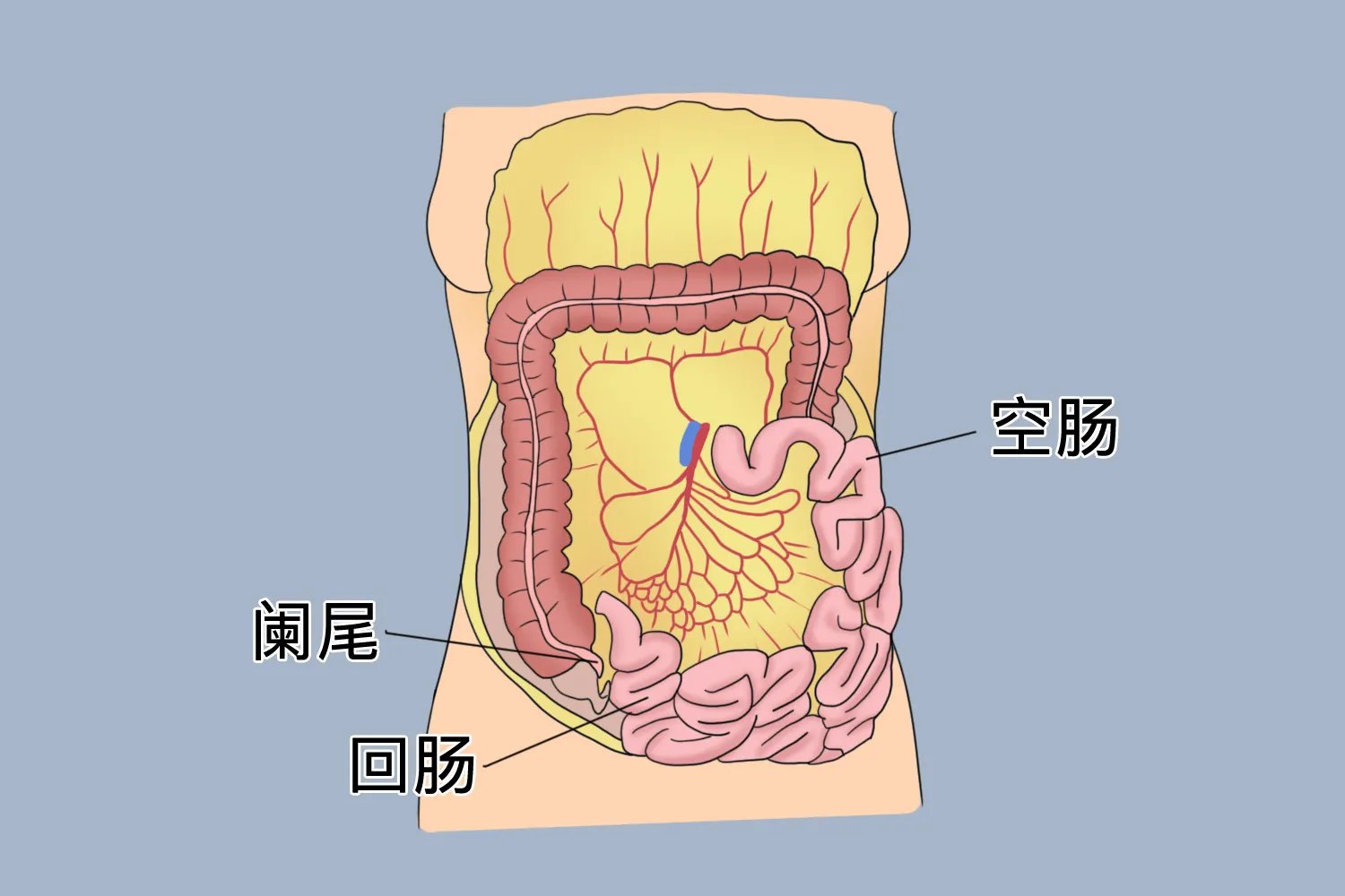 女性腹部内脏器官位置分布图