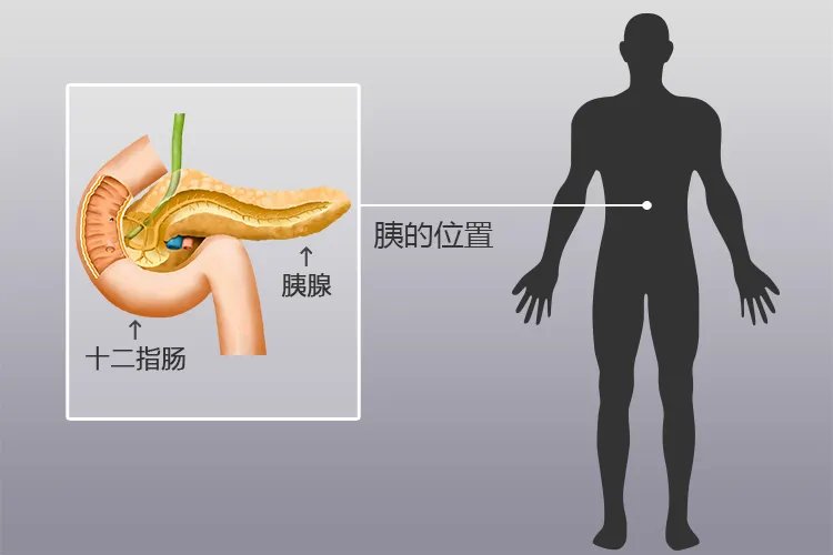 人体内脏位置分布示意图