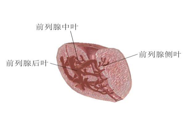 前列腺在哪里位置图片