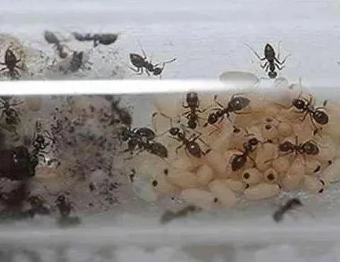 活捉蚁后给点沾水棉花下幕惊呆：不可思议一幕