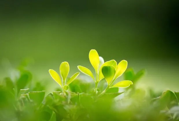 立春图片大全最新 立春节气图片唯美好看