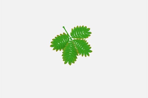 含羞草有毒吗