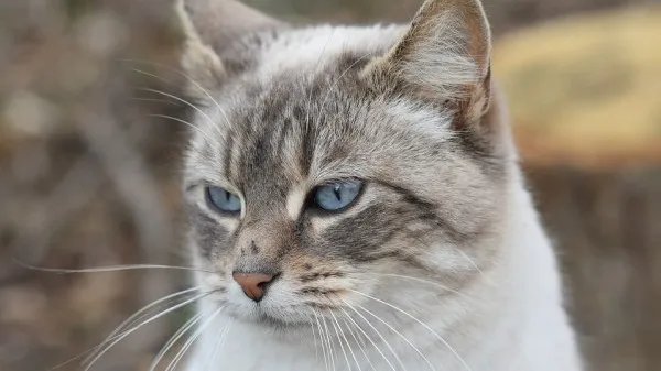 被猫咬千万不要打狂犬疫苗？视4种情况而定