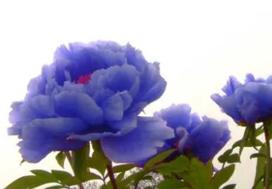有没有蓝色牡丹？