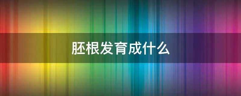 胚根发育成什么