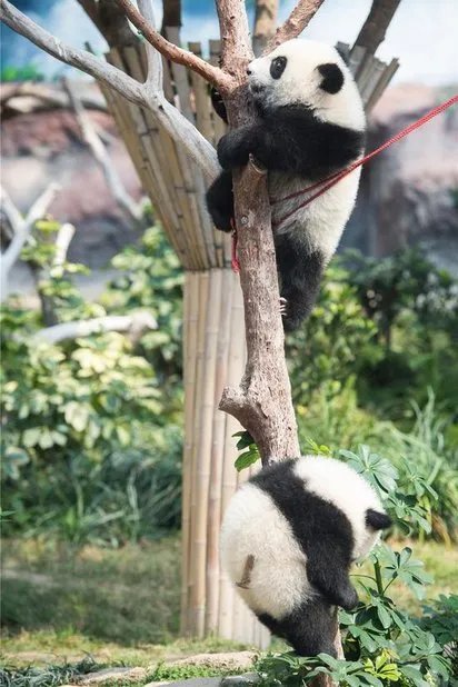 大熊猫双胞胎拜年是怎么回事?