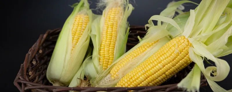 玉米的产地 玉米的产地是哪个国家