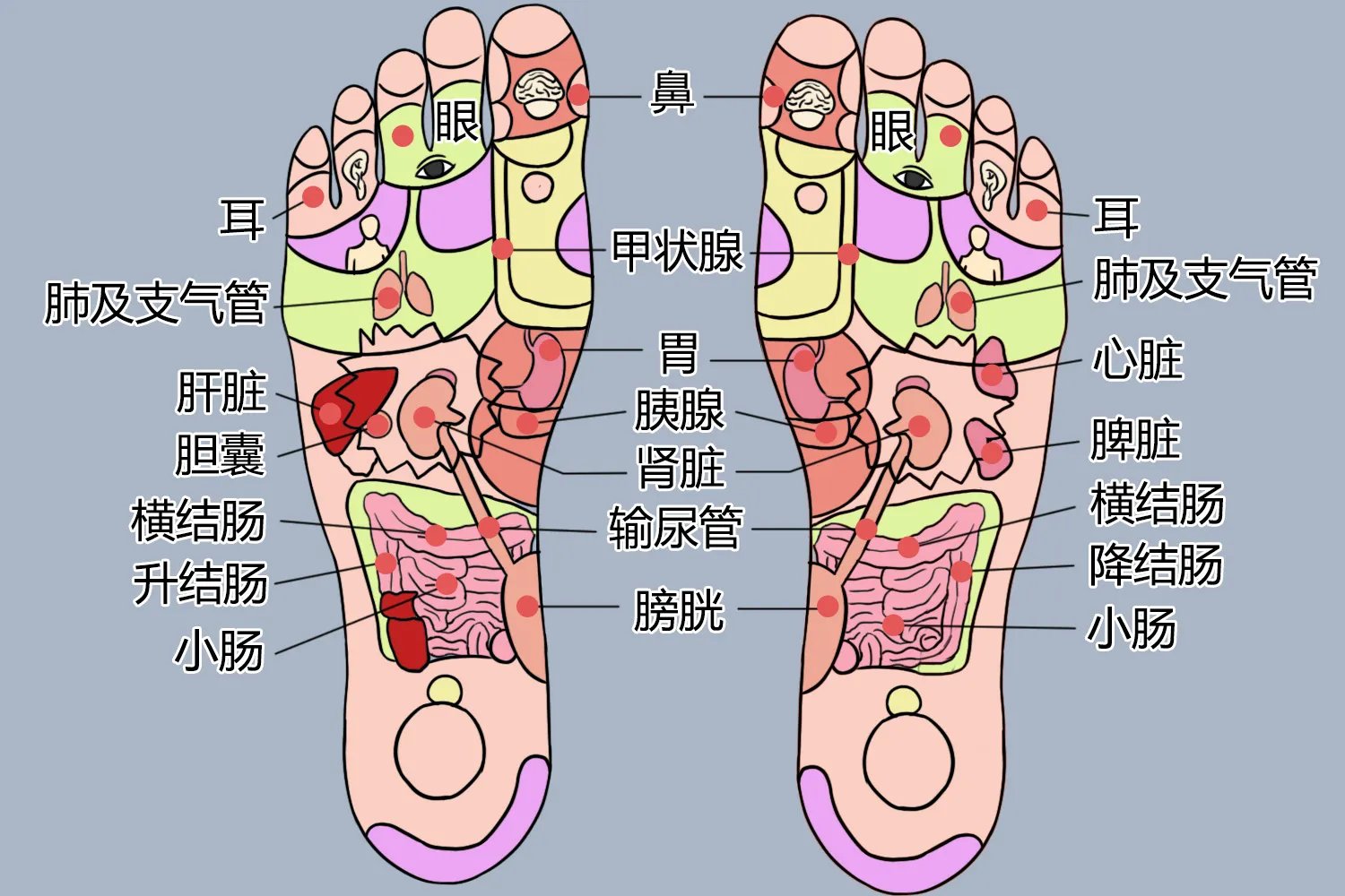 脚底按摩反射区图片