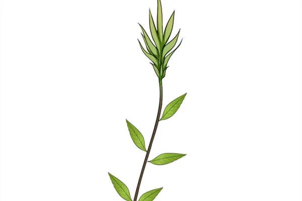 含羞草有毒吗