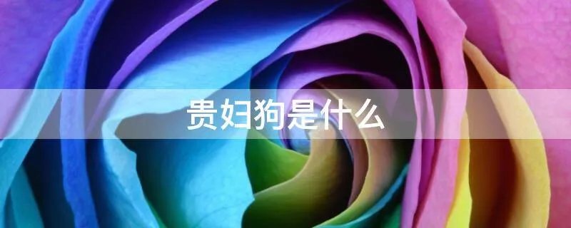 贵妇狗是什么
