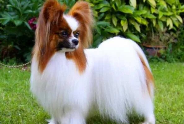 世界上最小的狗前十名 博美犬上榜,第一身高仅有15厘米左右