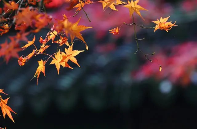 适合摘抄的现代诗大全 经典现代诗歌摘抄录