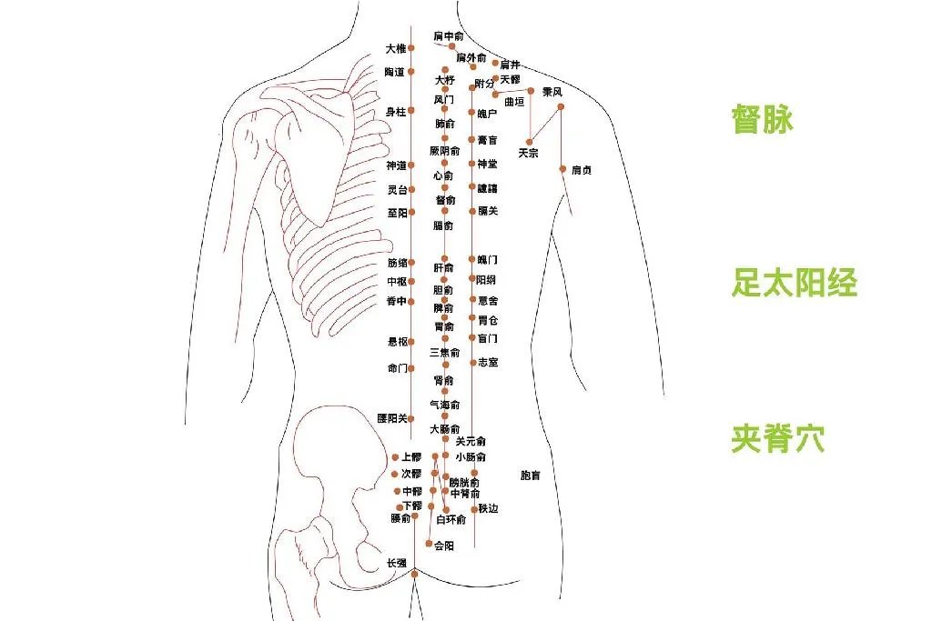人体按摩背部经络图