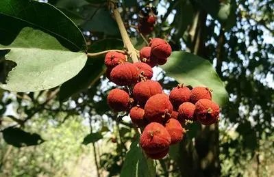 止咳祛痰偏方有哪些呢