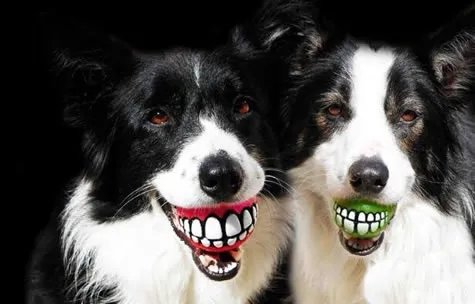 smile dog吓死多少人 微笑狗恐怖图片大全