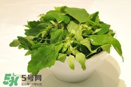 灰灰菜是什么样子？灰灰菜图片
