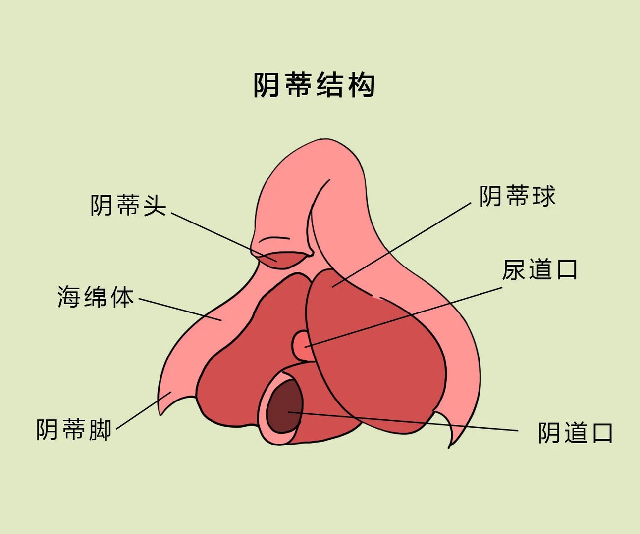 阴蒂图解