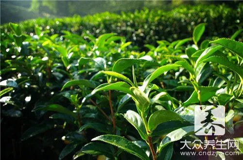 毛冬青茶叶有什么功效?
