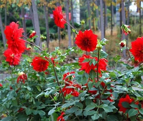 山芋花怎么养 山芋花有毒吗