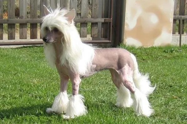 世界上最小的狗前十名 博美犬上榜,第一身高仅有15厘米左右