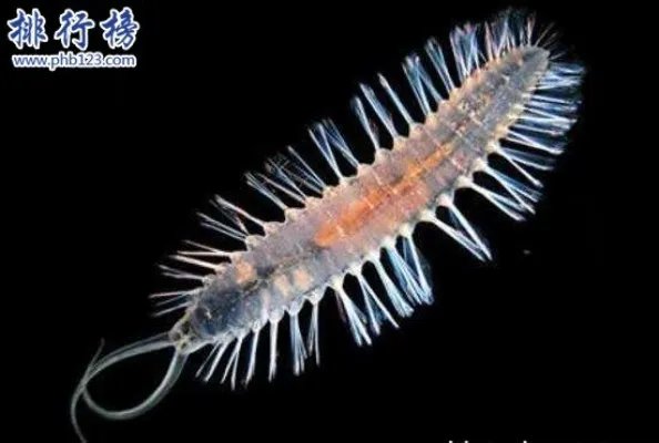 世界上最恶心的动物:蛀船虫,长达3米的巨型毛虫