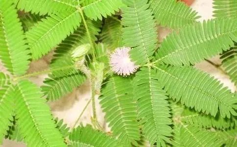 含羞草的作文