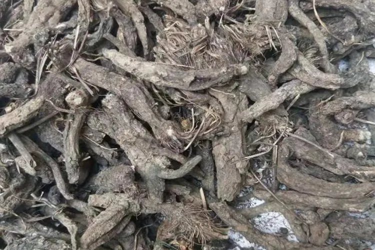 搜山虎图片