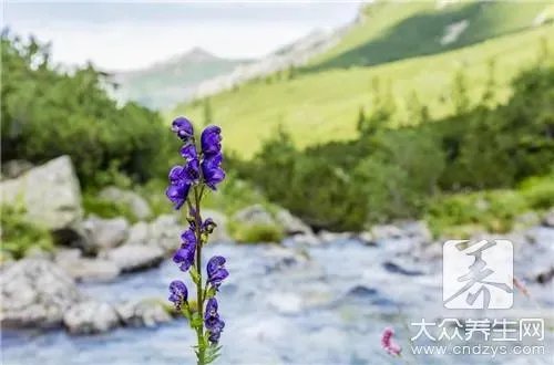  大草乌中毒