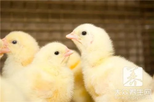刚孵出来的小鸡怎么养