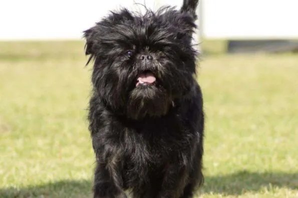 世界上最小的狗前十名 博美犬上榜,第一身高仅有15厘米左右