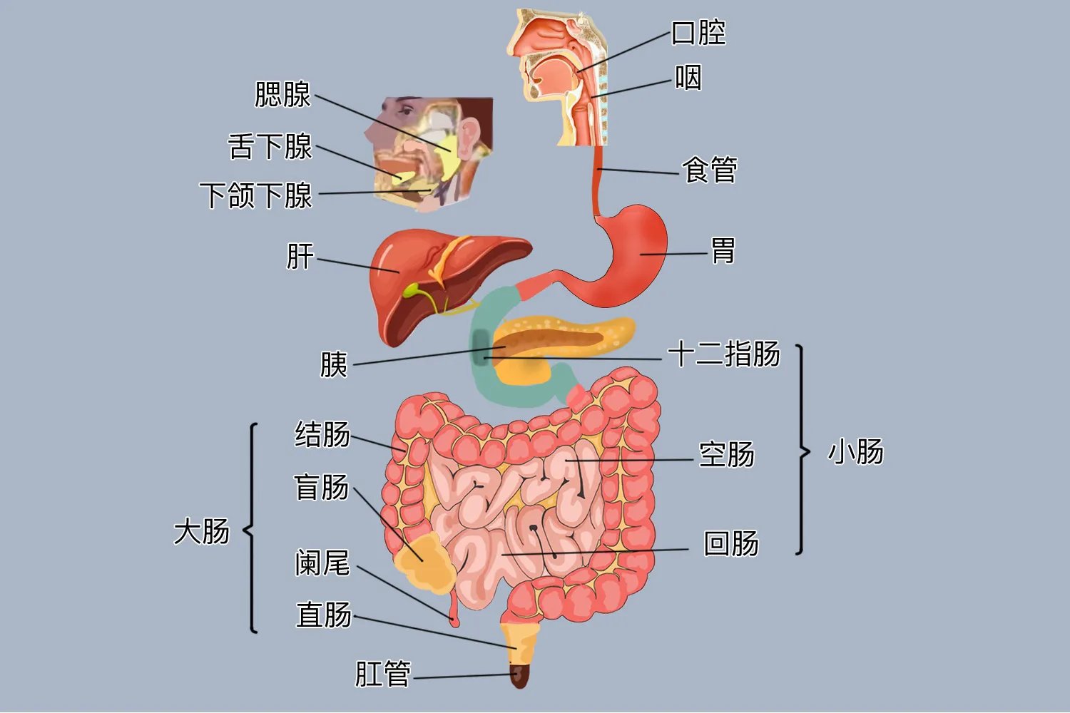 消化系统图