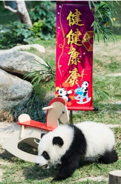 大熊猫双胞胎拜年是怎么回事?