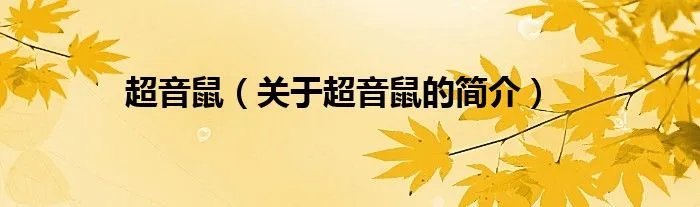 超音鼠（关于超音鼠的简介）