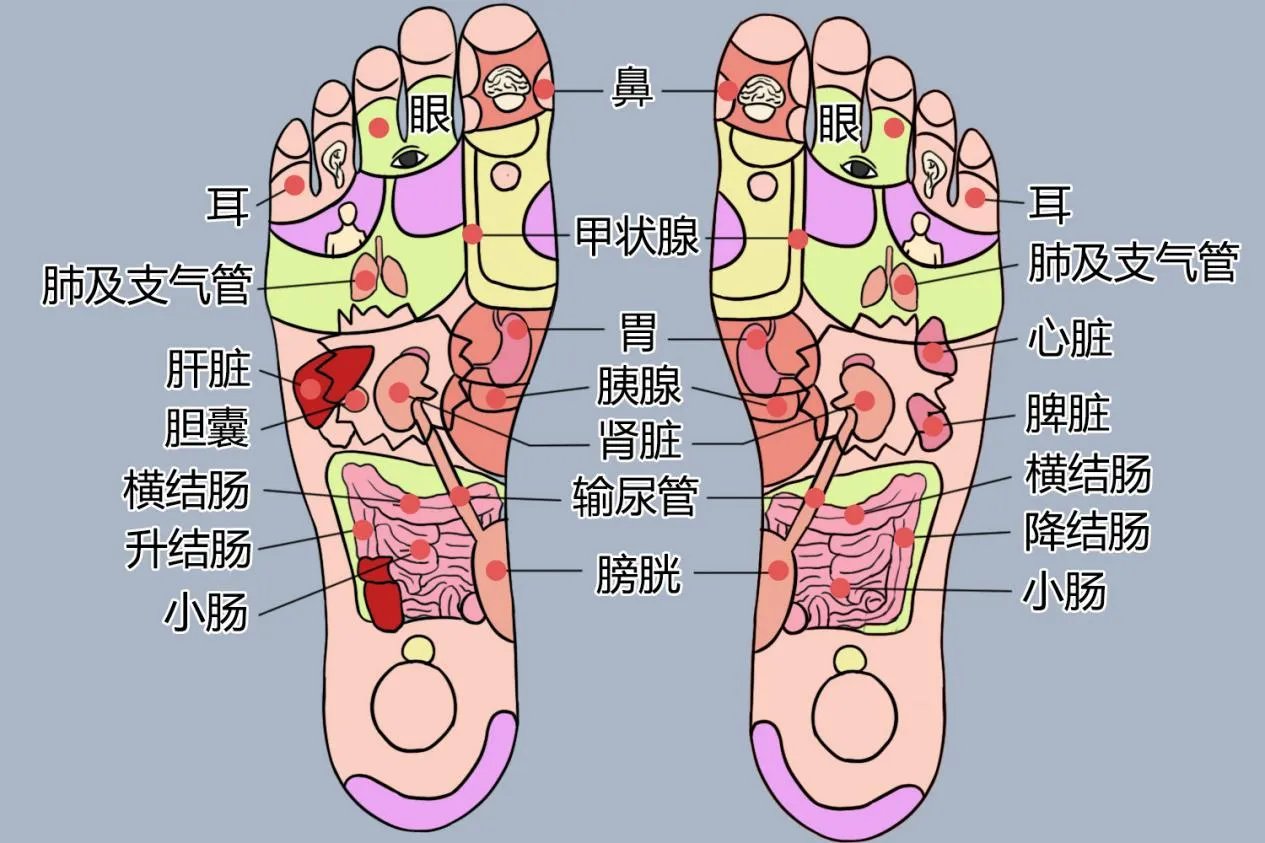 脚上的反射区图片