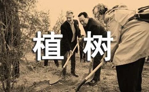 植树活动方案