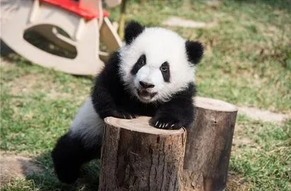 大熊猫双胞胎拜年是怎么回事?