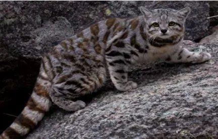 安第斯山猫:南美洲野生数量最为稀少的山猫物种