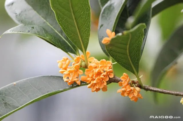 如何进行花期调控 花期调控的方法有哪些