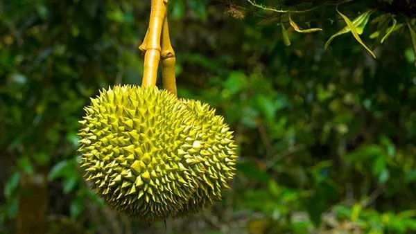 榴莲的功效与作用禁忌 榴莲多久吃一次对身体最佳