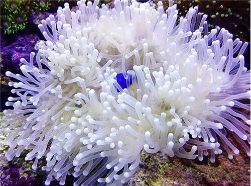 海葵是什么 如何食用海葵