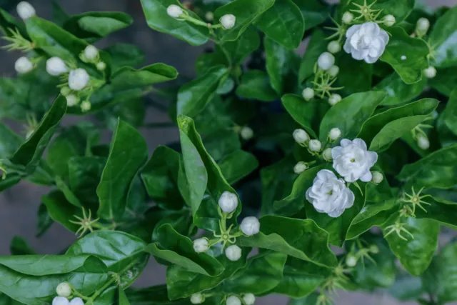茉莉花怎么种植 茉莉花种植方法与技巧
