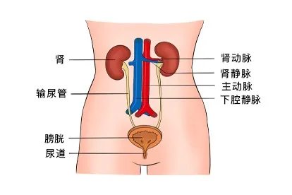 泌尿系统结构图