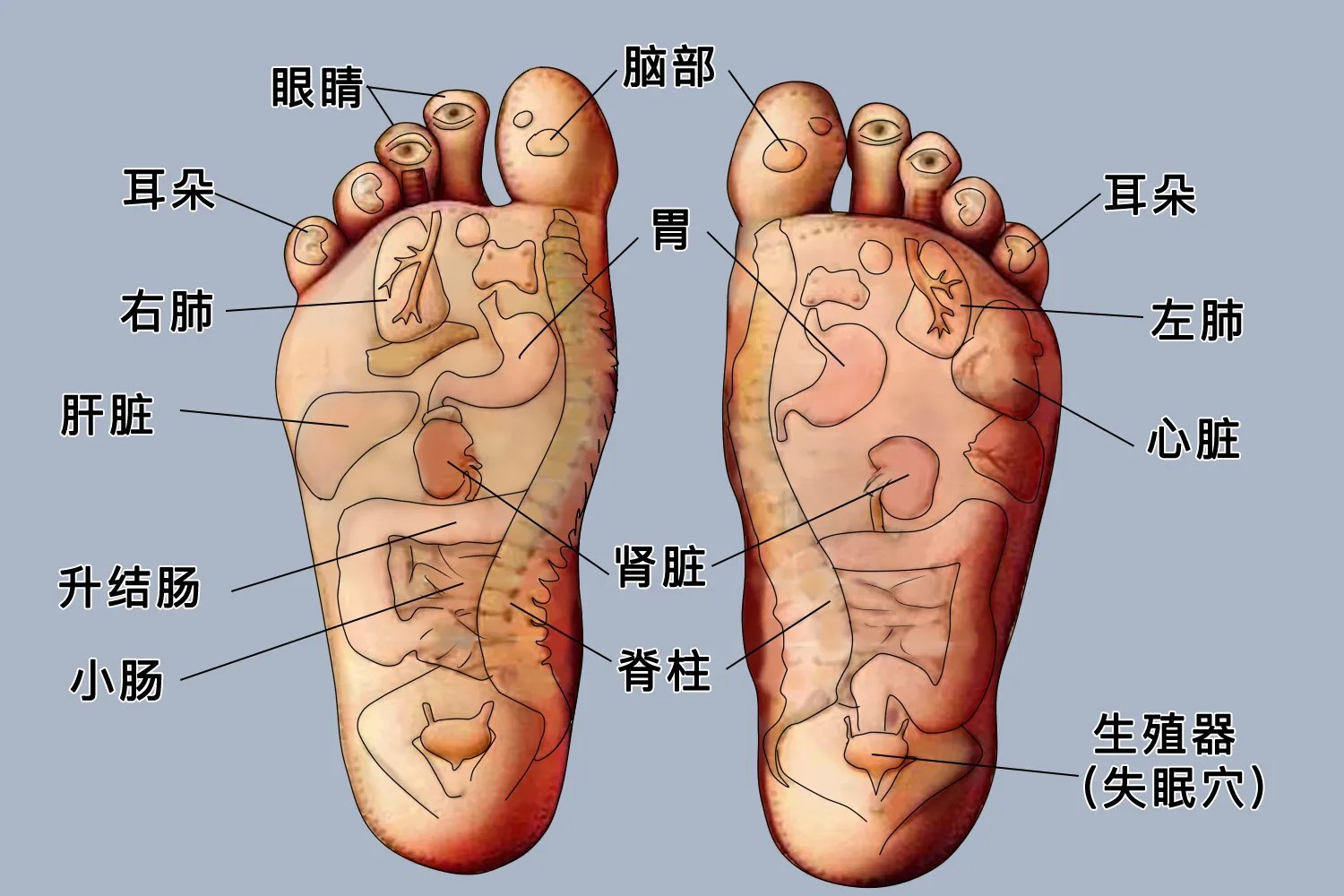 人脚底对应的器官图