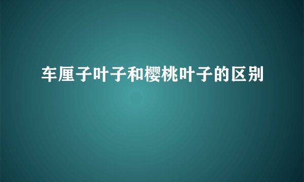 车厘子叶子和樱桃叶子的区别