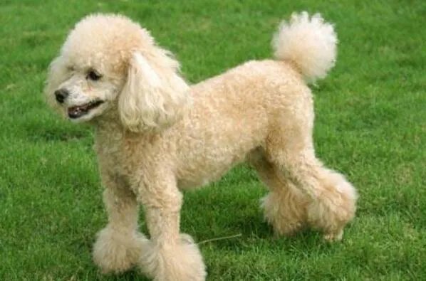 十大智商最高的狗排名 贵宾犬上榜,第七原产于加拿大
