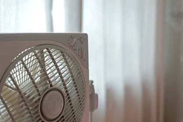 入伏吃什么